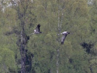 2016-05-18 14h08m00 - Kraanvogel - Aat Bender